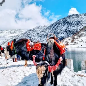 Gangtok - Tsomgo Lake - Pelling - Darjeeling Tour